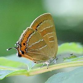 黄灰蝶 Japonica lutea