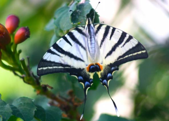 蝴蝶界斑马—黑白条纹燕尾蝶