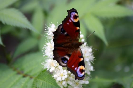 孔雀蛱蝶与白花形成鲜明对比