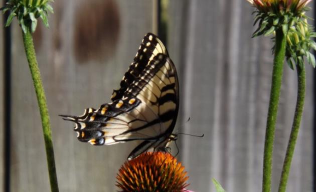 松果菊上休息的燕尾蝴蝶