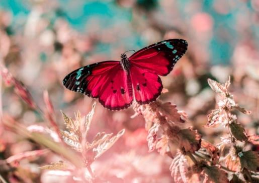 粉花丛中红色蝴蝶