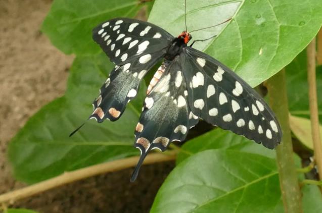 一只白色斑点的燕尾蝶
