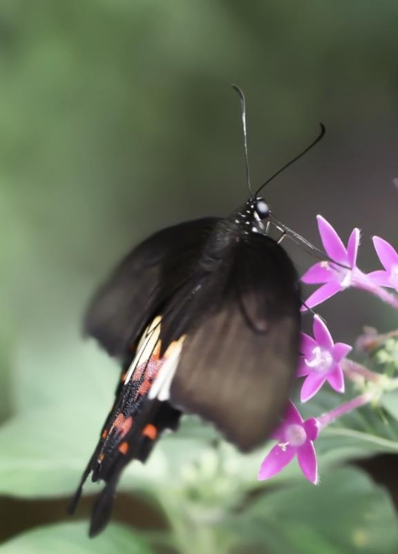 唯美的黑色燕尾蝶