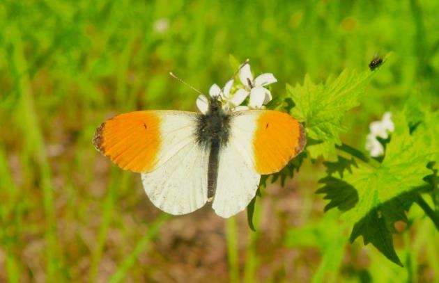 一只白色橙斑端红蝶