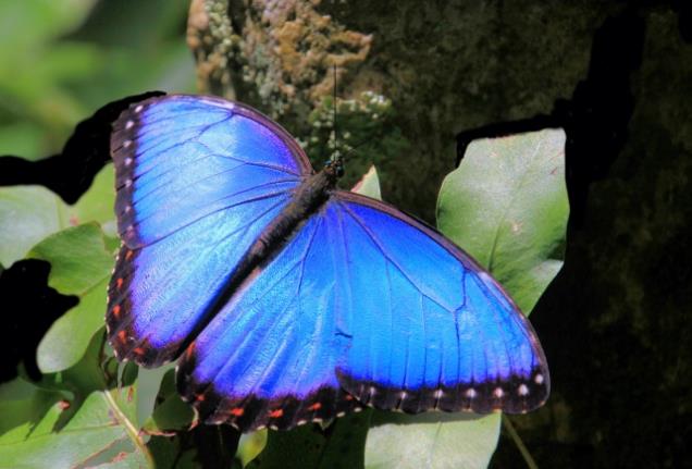 美丽的蓝闪蝶