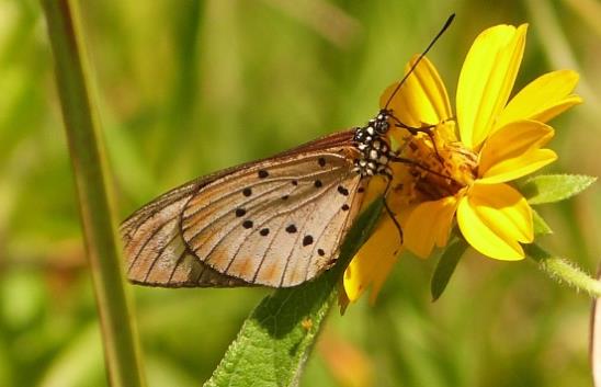黄花上的黑点斑蛱蝶