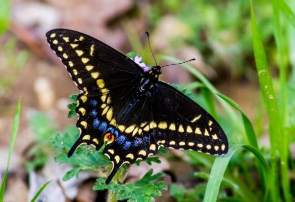 草丛中黑色黄斑点燕尾蝶