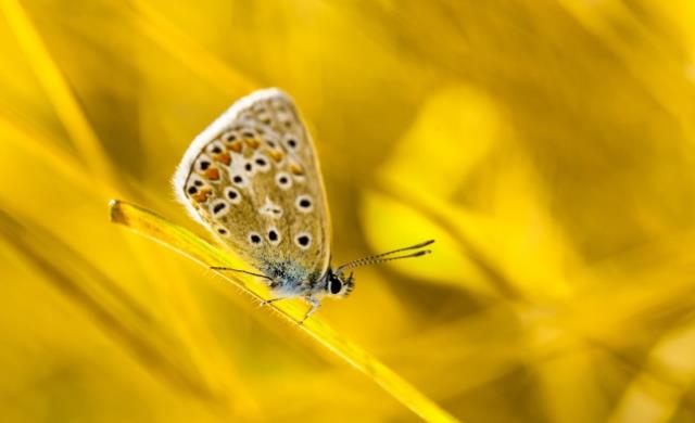 黄色背景的黄蝴蝶