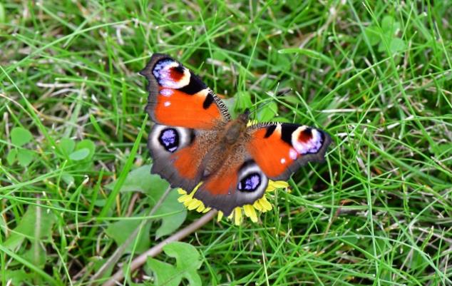 落在草地的孔雀蝴蝶