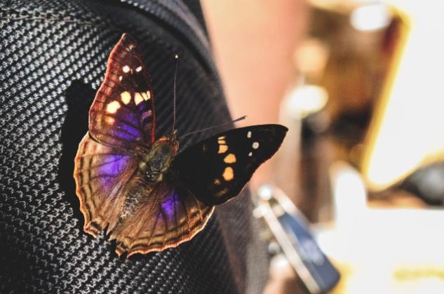 落子皮包上的彩色蝴蝶