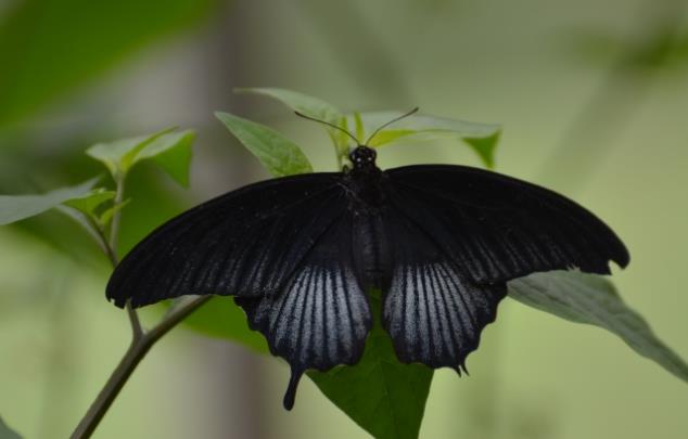 一只黑色燕尾蝶