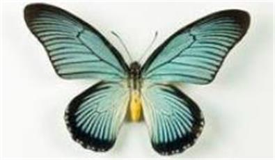 蓝精灵绢蝶 Parnassius acdestis