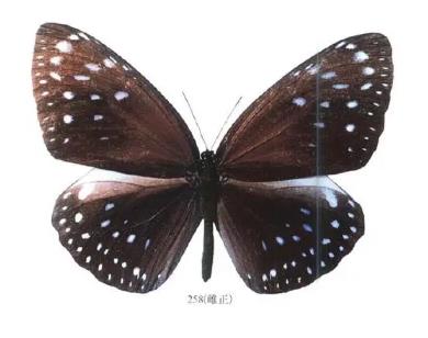 台南紫斑蝶 Euploea phaenareta