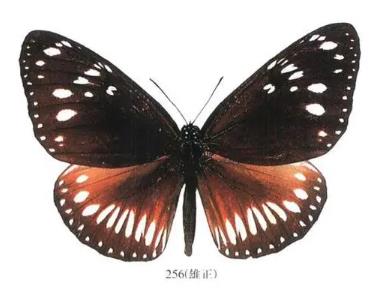 咖玛紫斑蝶 Euploea cameralzeman