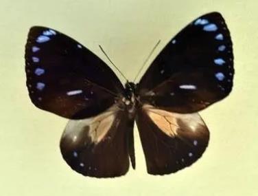 黑紫斑蝶 Euploea eunice