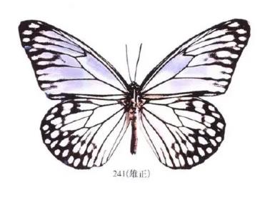 白色青斑蝶 Tirumala alba