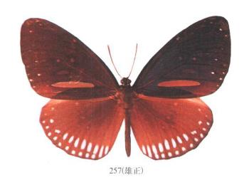 冷紫斑蝶 Euploea algea