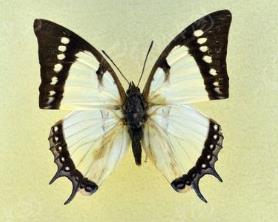 针尾蛱蝶 Polyura dolon