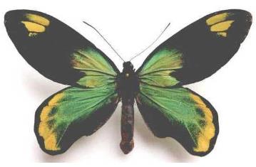 维多利亚鸟翼凤蝶指名亚种 Ornithoptera victoriae victoriae