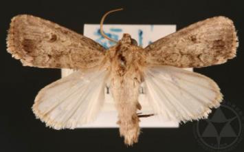 灰翅夜蛾 Spodoptera mauritia