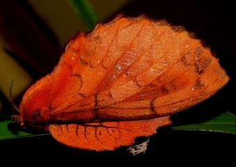 灰袋枯叶蛾 Macrothylacia rubi