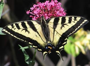 单尾虎纹凤蝶 Papilio rutulus