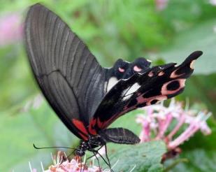 红肩美凤蝶 Papilio butlerianus