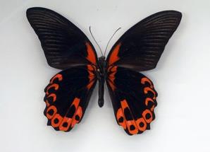 红斑美凤蝶 Papilio rumanzovius