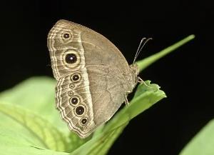 平顶眉眼蝶 Mycalesis panthaka