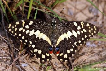 非洲达摩凤蝶 Papilio demoleus