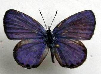 韫玉灰蝶 Celatoxia marginata