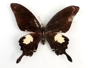衲补美凤蝶 Papilio noblei