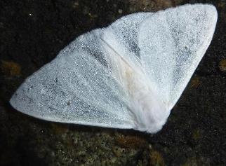 白点足毒蛾 Redoa cygnopsis