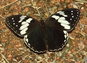 白斑眼蝶 Penthema adelma