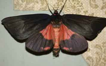 暗翅夜蛾 Dypterygia caliginosa