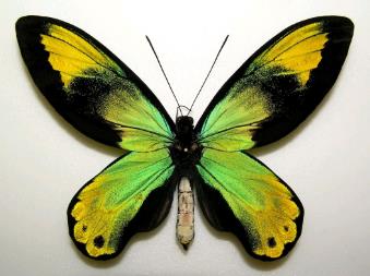 维多利亚鸟翼凤蝶 Ornithoptera victoriae