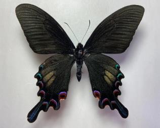 西番翠凤蝶 Papilio syfanius