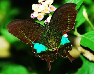 台湾翠凤蝶 Papilio hermosanus