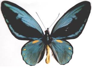 黄点鸟翼凤蝶 Ornithoptera aesacus