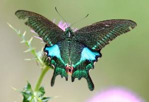 波绿翠凤蝶 Papilio polyctor