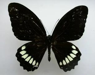 玉牙凤蝶 Papilio castor