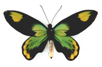 伊莎贝拉维多利亚鸟翼凤蝶 Ornithoptera victoriae isabellae