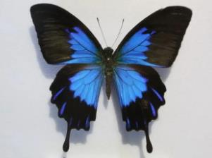 英雄翠凤蝶 Papilio ulysses