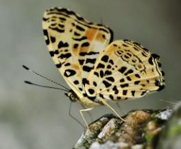 斑豹盛蛱蝶 Symbrenthia leoparda