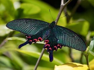 穹翠凤蝶 Papilio dialis