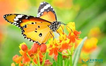 你与蝴蝶的故事怎么写(蝴蝶和叶子之间美丽的故事)