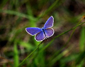 捉一只蝴蝶 能编织美丽的故事(捉一只蝴蝶，能编织美丽的故事。照样子写几句话)