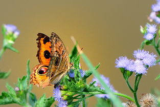 蝴蝶和小蜜蜂童话故事(春天的动物和植物的童话故事。)