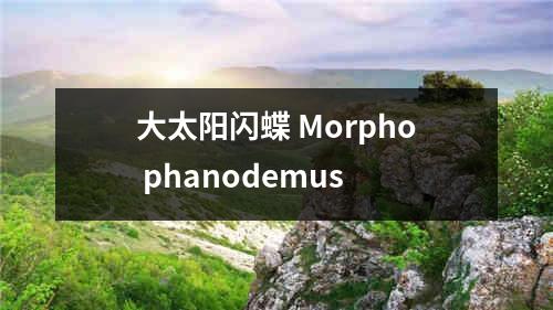 大太阳闪蝶 Morpho phanodemus